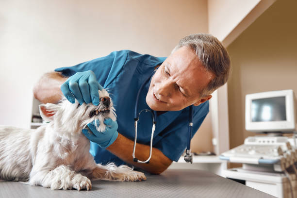 Best Cracked Tooth Emergency Dentist  in Ranchettes, WY